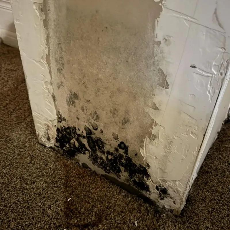 Professional Mold Removal in Davison County, SD